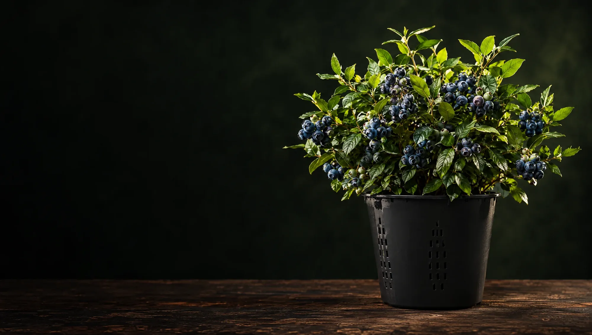Dr.Plant blueberry saksısında yaban mersini